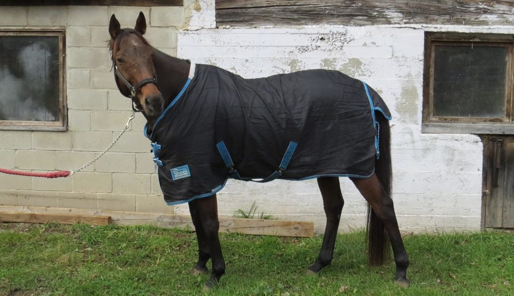 Horse Blanketing post: Larry