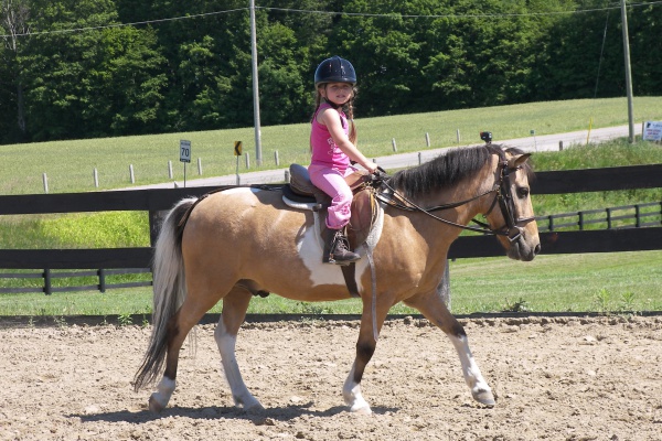 Tips on Horse Ownership
