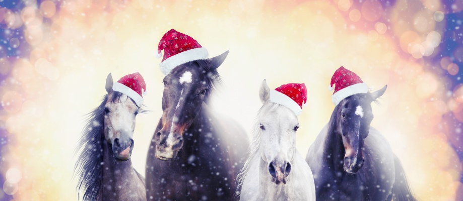 'Twas the night before Christmas:Christmas horses with Santa hat on snow bokeh background, banner for website