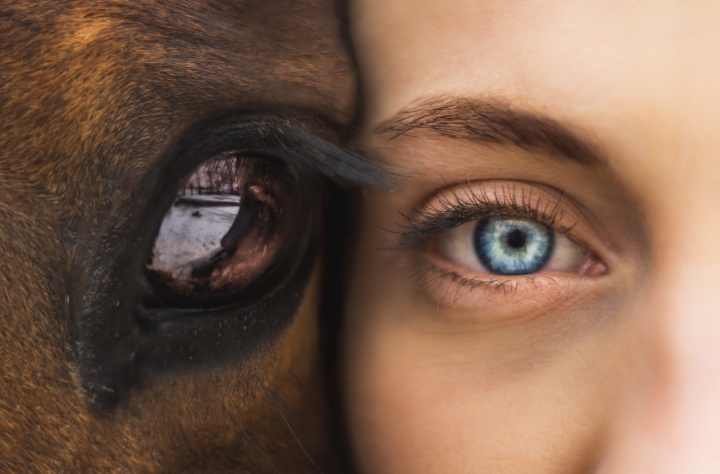 Horse Talk: photo by Seth Macey-396196- on Unsplash