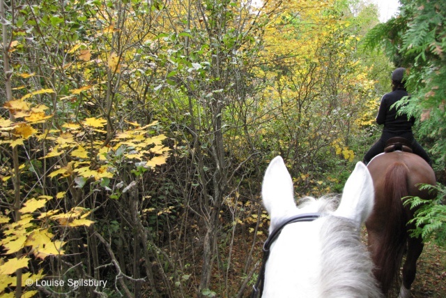 Am I Too Old To Ride?: Photo of Gandalf's head taken from rider's perspective