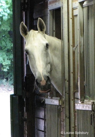 When Gandalf Lost an Eye: photo of Gandalf the summer after losing his eye