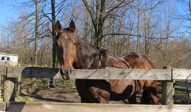 Larry in paddock
