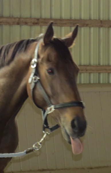 Larry licking