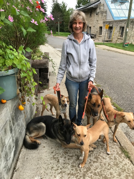 Walking the dogs