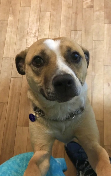 Potcake dog Flo