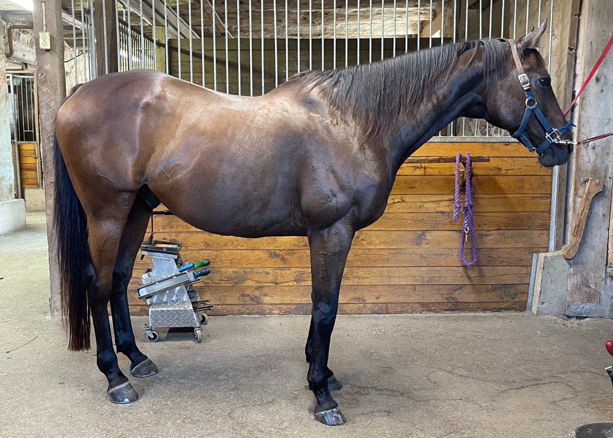 Horse Lover retired racehorse Larry in his summer finery