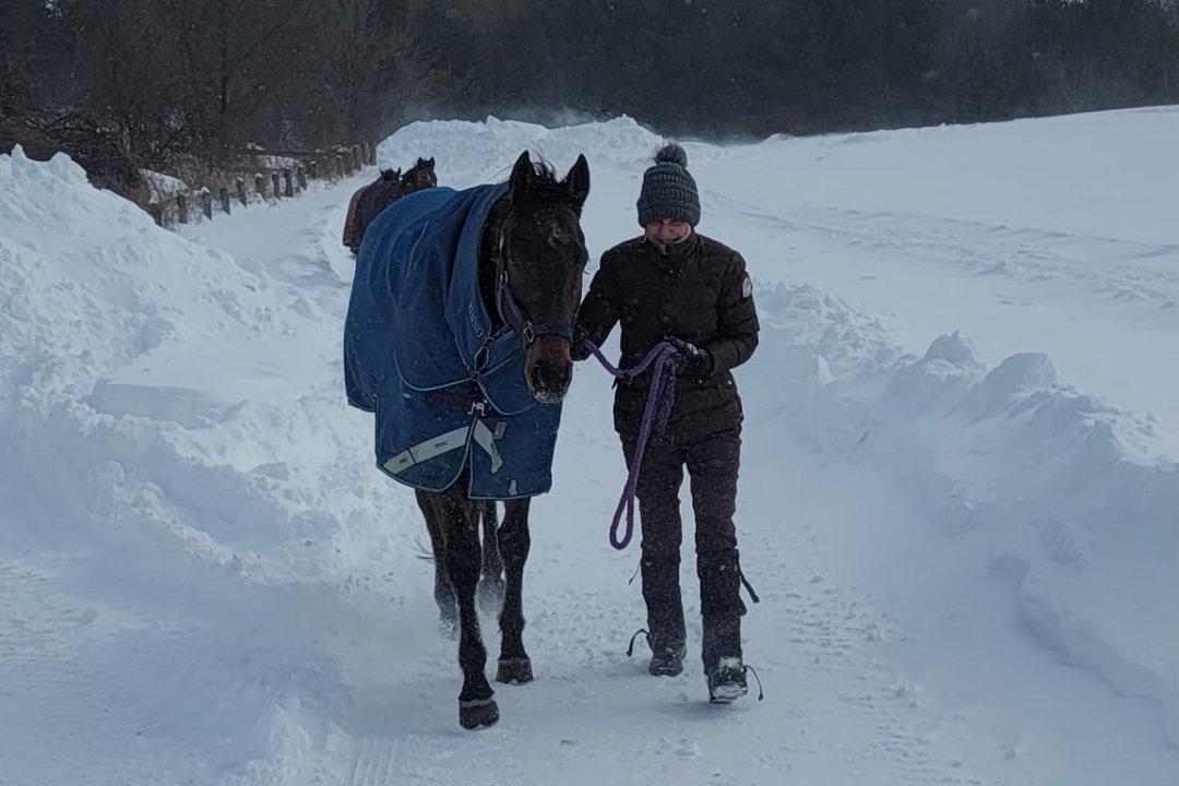 Horse Lover leading retired racehorse Larry back to the barn