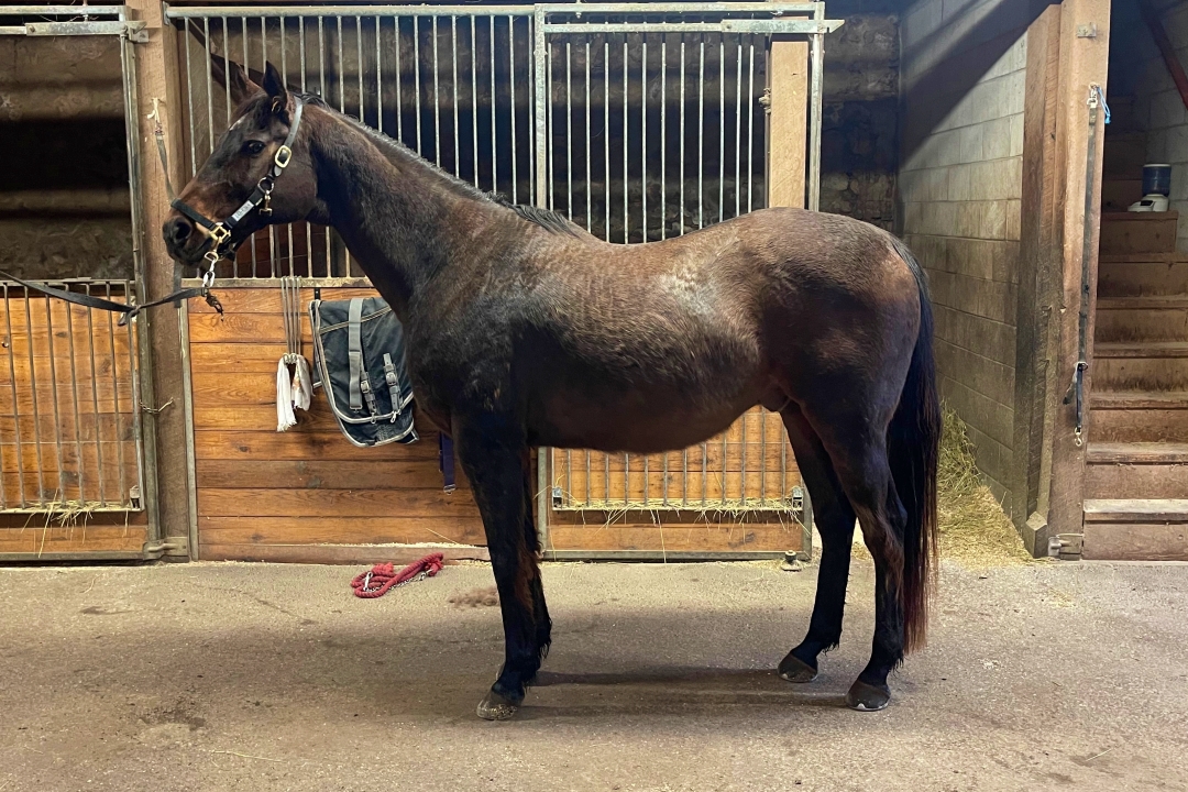 LM Spilsbury Horse Lover retired racehorse Larry with half a winter coat